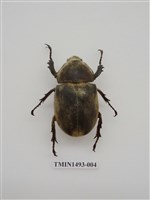 藏品(獨角仙)的圖片